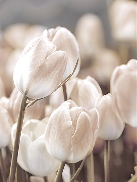 Japandi Nature Canvas Wall Art | Floral & Landscape Prints, front view, with calming Nordic simplicity